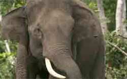 Thailänder von Elefanten totgetrampelt