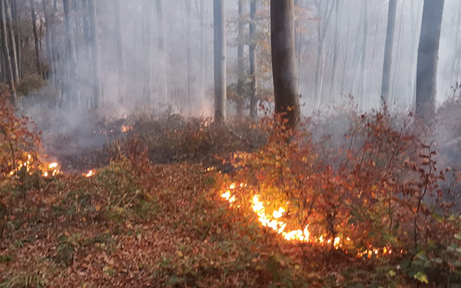 Pilot entdeckt Waldbrand im Wienerwald