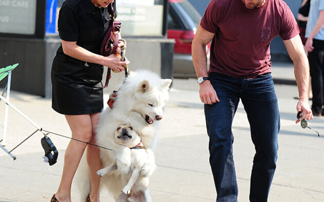 Echter Held: Hugh Jackman rettet seinen Hund