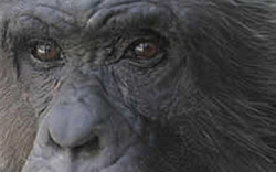 Schimpanse "Hiasl" kommt vor den OGH