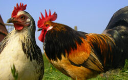 Tierquäler verbrannten Hühner und Hahn 