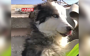 Erdbeben: Hund nach drei Wochen unter Trümmern in Türkei befreit