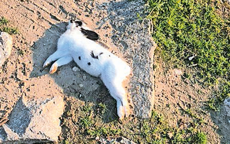 Entsetzen über Massensterben der süßen Kaninchen am Handelskai