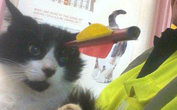 Katze "Moo Moo" überlebt mit Pfeil in Kopf