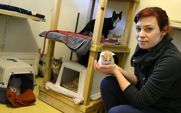 Katzen in Linz gerettet  