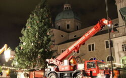 Ein neuer Baum für Salzburg