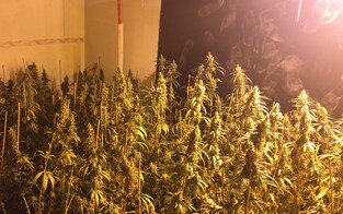 Drogen-Plantage in Wiener Lagerhallen entdeckt