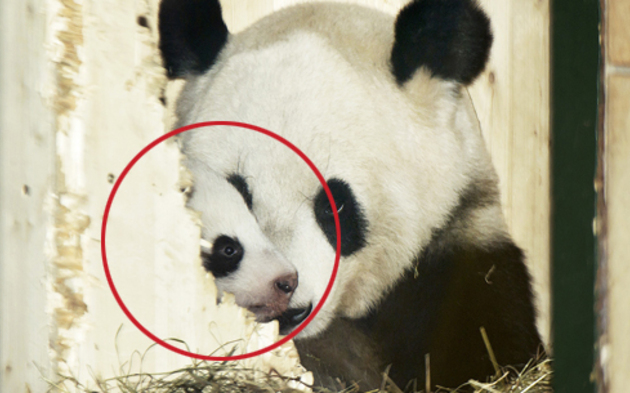 Panda Schönbrunn