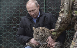 Putin mit Leopard in Sotschi 