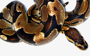Python tötet Wachmann auf Ferieninsel Bali