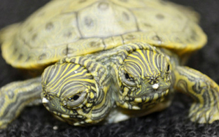 Steyr: Schildkröte mit zwei Köpfen geboren