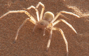 Sahara-Spinne attackierte 59-Jährigen