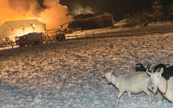 Brand vernichtet Stall: Tiere gerettet