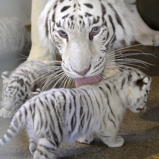 Süße Tiger-Babies im "weißen Zoo"