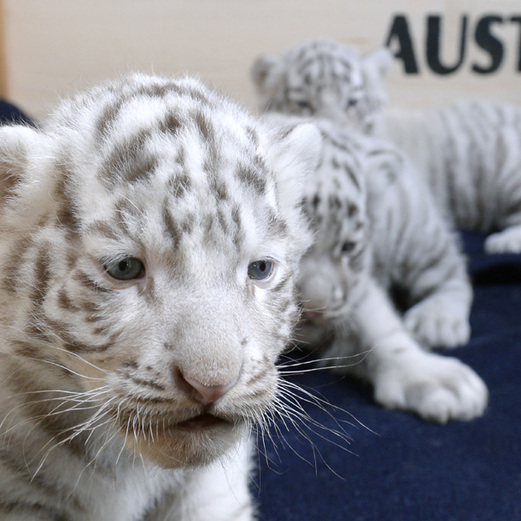 Süße Tiger-Babies im "weißen Zoo"