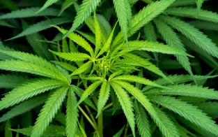 Cannabis bald erlaubt? Basel startet Pilotversuch
