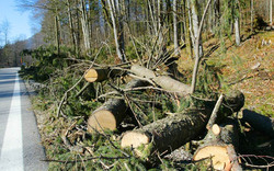 Kärntner Wälder sind kaputt