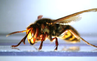 Allergisch gegen Insektengift
